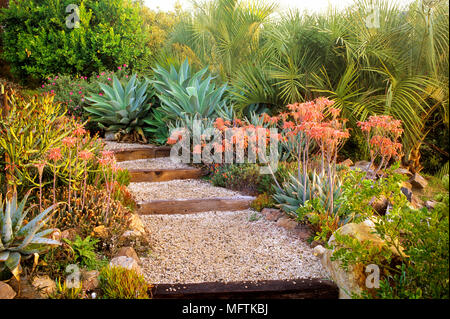 Garden path bordered by plantings of Aloe saponaria, Aloe striata,  Agave attenuate and Butia capitata Stock Photo