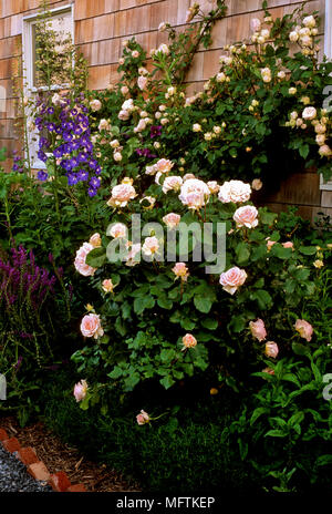 Rosa 'Johann Strauss', Rosa 'Constance Spry and Delphinium growing against wall Stock Photo