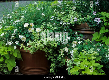 Containers with plantings of Helichrysum petiolare 'Limelight', Begonia, Pennisetum, Verbena x hybrida 'Babylon White' and Ipomoea batatas 'Margarita' Stock Photo