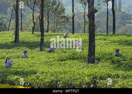 Valparai, India - March 6, 2018: Workers, locally known as members of a Tea Tribe, picking tea on a hill station estate in Tamil Nadu state Stock Photo