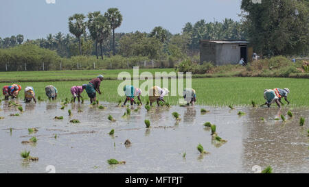 INDIA Tamil Nadu, rice farming, man winnowing rice to separate grain