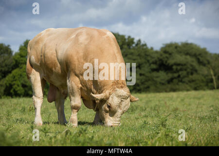 simmental bull in field Stock Photo