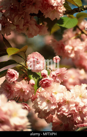 Pink Cherry blossom flowers, Prunus Kanzan, Stock Photo