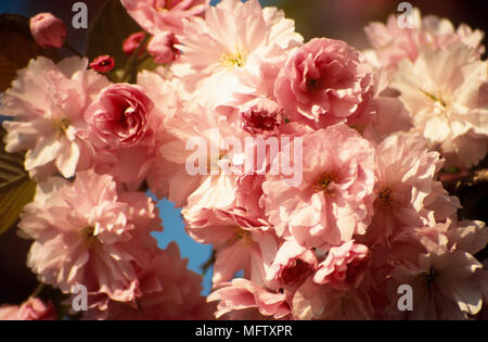 Pink Cherry blossom flowers, Prunus Kanzan Stock Photo