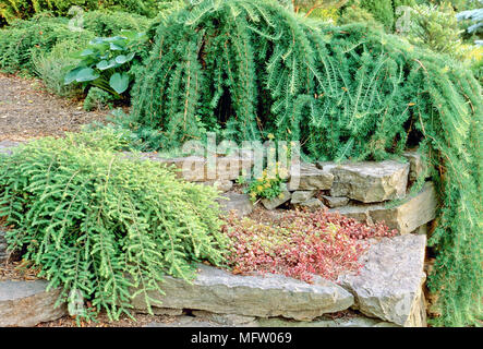 Rockery garden planted with Tsuga canadensis 'Pendula', Larix deciduas 'Pendula', Sedum spurium 'Red Carpet' and Sedum kamtschaticum Stock Photo