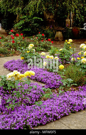 Rosa ÔArthur BellÕ planted amongst Campanula portenschlagiana Stock Photo