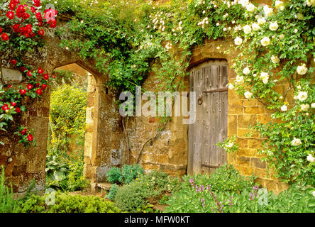 Rosa ÔIcebergÕ and Rosa ÔDortmundÕ clamber over rustic wooden door in stone wall Stock Photo