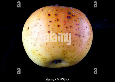 Old German Apple Cultivar 'Landsberger Renette' Stock Photo