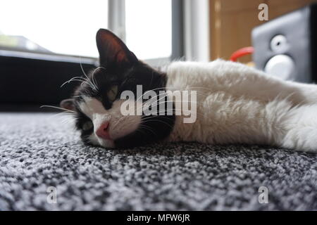 Black & White Cat laying On The Floor Stock Photo