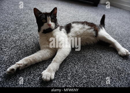 Black & White Cat laying On The Floor Stock Photo