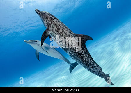 Atlantic spotted dolphin (Stenella frontalis), mother with calf, Bahama Banks, Bahamas Stock Photo