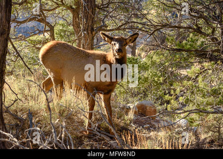 A deer grazing in the afternoon sun on the South Rim of the Grand Canyon Stock Photo