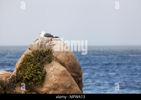 A western gull (Larus occidentalis) perched on a rocky outcrop over the ocean on California's Pacific coast, near Monterey Stock Photo