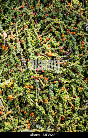 Freshly harvested pepper fruits (pepper corns) in a plantation in Kampot, Cambodia Stock Photo