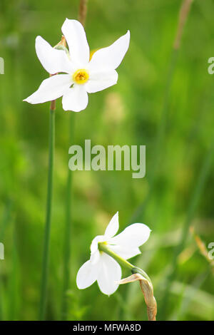 Two narcissuses in Valley of Narcissi in Khust, Ukraine Stock Photo