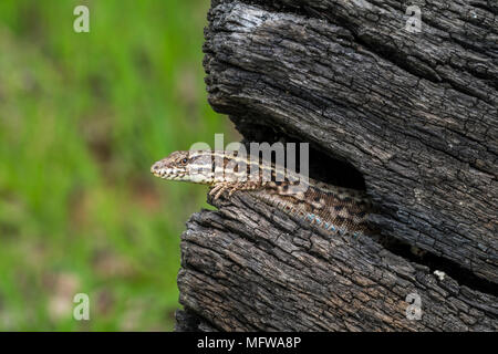 Common wall lizard (Podarcis muralis / Lacerta muralis) male emerging from gap in scorched tree trunk Stock Photo