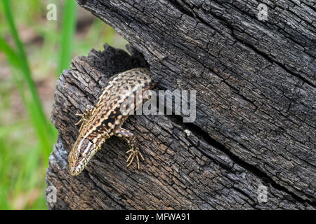 Common wall lizard (Podarcis muralis / Lacerta muralis) emerging from gap in scorched tree trunk Stock Photo