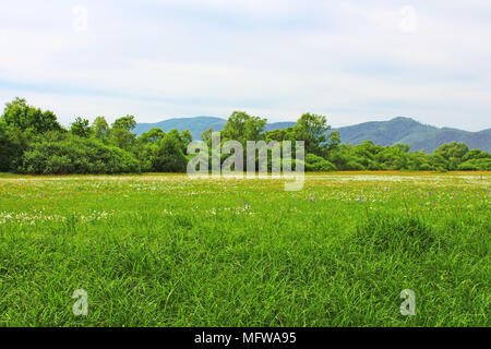 Valley of Narcissi in Khust, Ukraine - in may there are dandelions and narcissuses Stock Photo