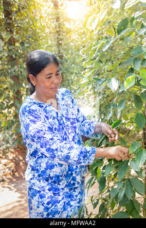 A woman picking raw green pepper fruits (pepper corns) in a pepper plantation in Kampot, Cambodia Stock Photo