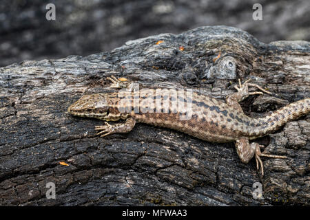 Common wall lizard (Podarcis muralis / Lacerta muralis) basking in the sun on scorched tree trunk Stock Photo