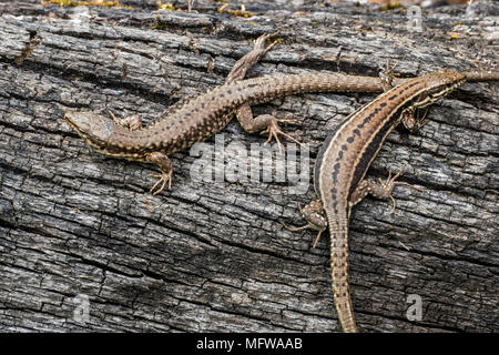 Two common wall lizards (Podarcis muralis / Lacerta muralis) basking in the sun on scorched tree trunk Stock Photo
