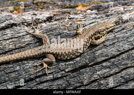 Common wall lizard (Podarcis muralis / Lacerta muralis) basking in the sun on scorched tree trunk Stock Photo