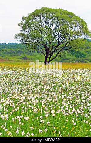 Valley of Narcissi in Khust, Ukraine - in may there are dandelions and narcissuses Stock Photo