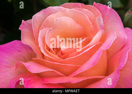 Pink and Peach Hybrid Tea Rose blooming in Northern California. Stock Photo