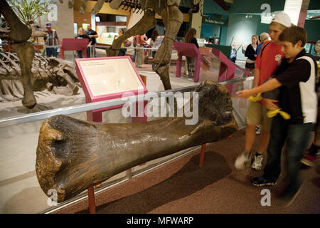 Children looking at a dinosaur thigh bone, National Museum of Natural History, Smithsonian Institute, Washington DC USA Stock Photo