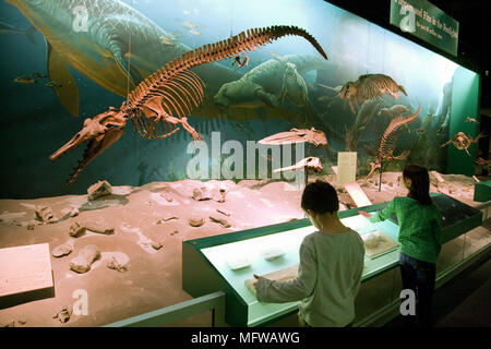 Children looking at dinosaur fossils, National Museum of Natural History, Smithsonian Institute, Washington DC USA Stock Photo