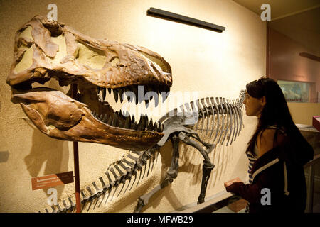 A young woman looking at the skull of a T. Rex dinosaur, National Museum of Natural History, Smithsonian Institute, Washington DC USA Stock Photo