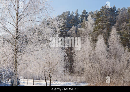 Birch and pine with hoar-frost, in the sun on a frosty morning Stock Photo