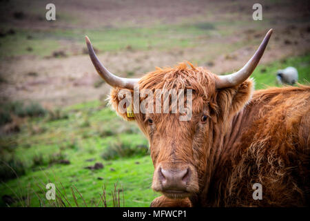 A highland cow on the fellsides of Cumbria. Stock Photo