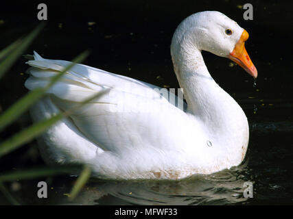 Duck Swimming in Water Stock Photo