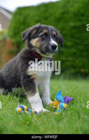 Border collie puppy with toy Stock Photo