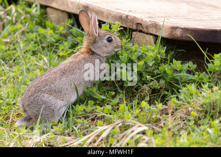 Young spring rabbit eating vegetation near play area at Pulborogh brooks nature reserve. Oryctolagus cunniculus are an introduced species middle ages. Stock Photo