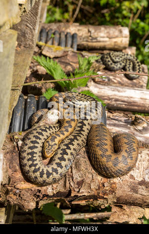 Adders hot spot in a bug hotel for wildlife. Sunbathing in April on logs and escaping if disturbed to the surrounding brambles. Shelter and safety. Stock Photo