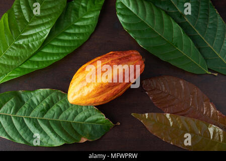 One orange color cocoa pod on wooden table Stock Photo