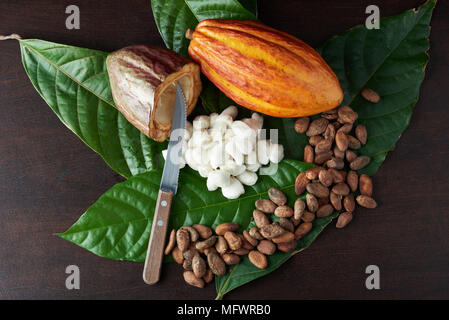 Cocoa harvest theme. Open cacao pod with dry and fresh beans Stock Photo
