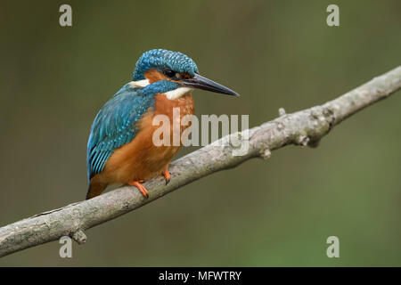 Common Kingfisher / Eisvogel  ( Alcedo atthis ), male in spring, perched on a branch above the the riverside, detailed close-up, wildlife, Europe. Stock Photo