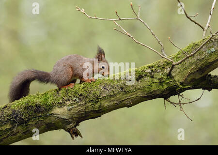 Red Squirrel / Europaeisches Eichhörnchen ( Sciurus vulgaris ), climbin in a in an oak tree, searching for food, feeding, wildlife, Europe. Stock Photo