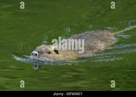 Coypu / River Rat / Nutria ( Myocastor coypus ) swims in a hurry through nice green coloured water, invasive species, wildlife, Europe. Stock Photo