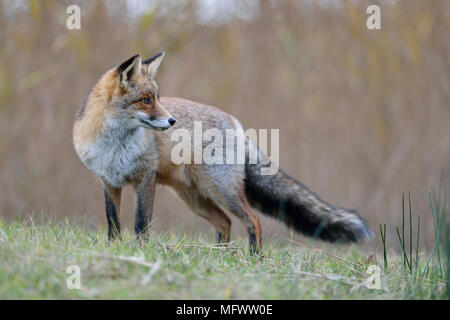 Red Fox / Rotfuchs ( Vulpes vulpes ) in winter fur, standing on grassland near some reeds, watching backwards, nice side view, wildlife, Europe. Stock Photo