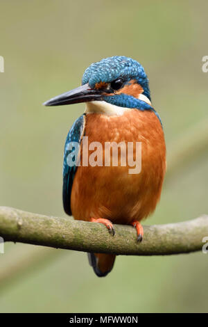 Eurasian Kingfisher / Eisvogel  ( Alcedo atthis ), male bird, perched on a branch of a tree, frontal view, detailed close-up, wildlife, Europe. Stock Photo