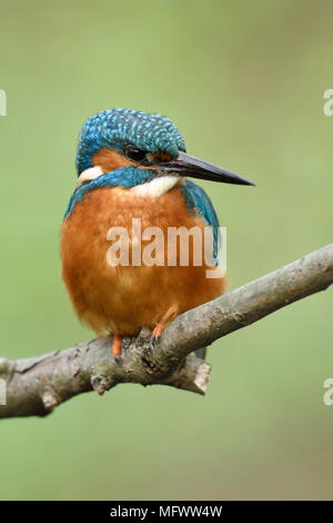 Eurasian Kingfisher / Eisvogel  ( Alcedo atthis ), perched on a branch of a tree, watching aside, frontal view, detailed close-up, wildlife, Europe. Stock Photo