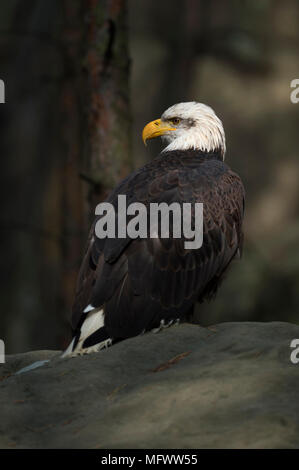 Bald Eagle / Weisskopfseeadler ( Haliaeetus leucocephalus ), resting on a rock at the edge of a dark forest, sitting in a light spot. Stock Photo