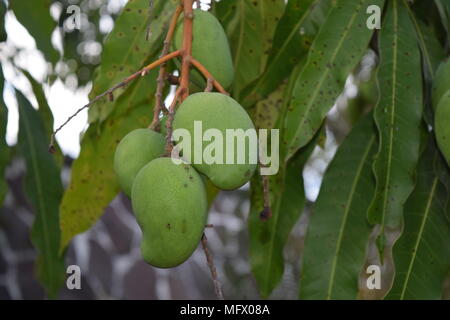 Mango Tree Stock Photo