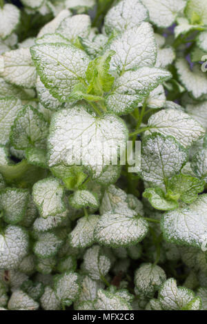 Lamium maculatum 'White Nancy' Stock Photo