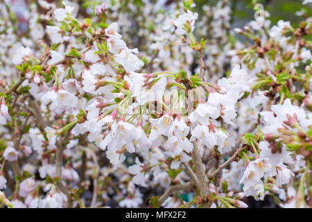 Prunus incisa 'Kojou-no-mai' Stock Photo