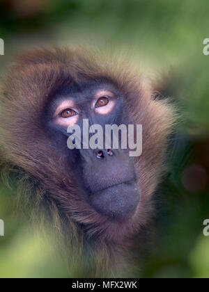 Gelada Baboon Theropithecus gelada Stock Photo